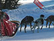 Checkout the sled dogs